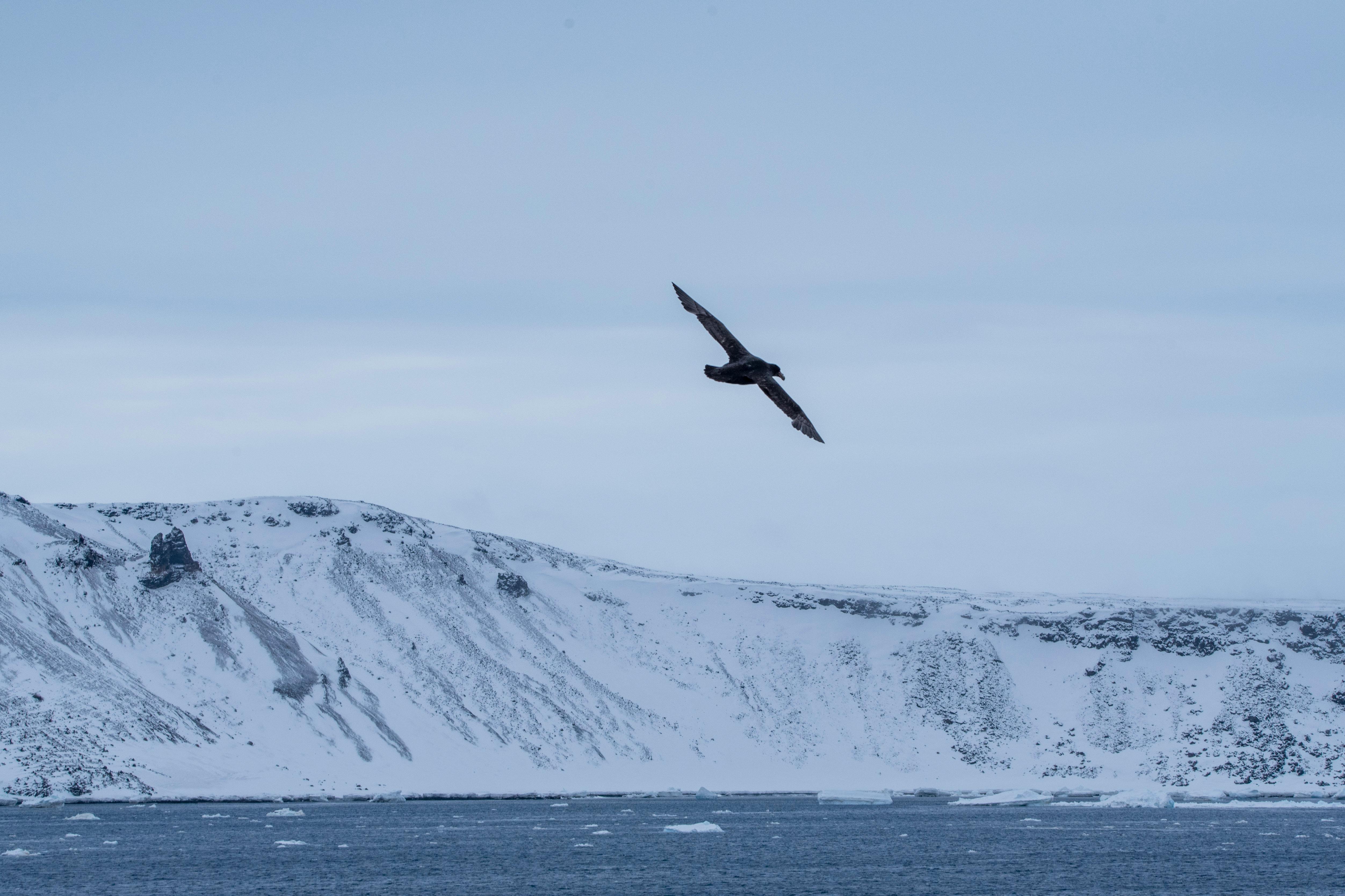 Polar expedition image for Hannah Point